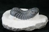 Austerops (Phacops) Trilobite - Very Detailed #13889-3